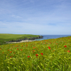 Wild Poppies, Polyjoke nr Newquay, Cornwall