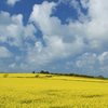 Oilseed Rape, Quintrell Downs nr Newquay, Cornwall