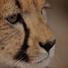 Cheetah, Inverdorn,  South Africa