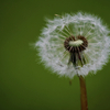 Dandelion, UK