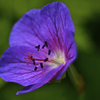 Wild Flower, UK