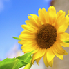 Sunflower, Split, Croatia