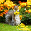 Grey Squirrel Busted! - Winter Gardens, Bournemouth