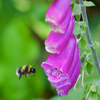 Bee pollinating Fox Glove in Colan Woods, Newquay, Cornwall
