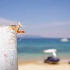 Praying Mantis, White Beach, Mindoro, Philippines