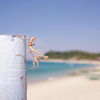 Praying Mantis, White Beach, Mindoro, Philippines