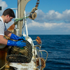 Jake Gilbert sorting the catch - Newquay, Cornwall
