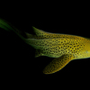 Leopard Shark, Koh Bon Pinnacle, Similan Islands, Thailand