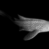 Leopard Shark, Koh Bon Pinnacle, Similan Islands, Thailand