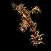 Ornate Ghost Pipe Fish, Kata Beach, Phuket, Thailand