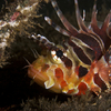 Lion Fish, Bali