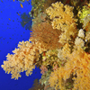 The Soft Corals of The Red Sea - Marsa Alam, Egypt