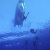 Safety Stop! The Red Sea - Marsa Alam, Egypt