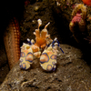 Harlequin Shirmp, Liberty Wreck, Tulamben, Bali