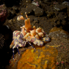 Harlequin Shirmp, Liberty Wreck, Tulamben, Bali