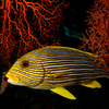 Sweet Lips, Liberty Wreck, Tulamben, Bali