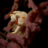 Frog Fish, Manjangan Island, Bali