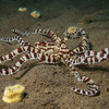 Mimic Octopus, Puri Jati, Bali