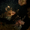 Lion Fish hunting Glass Fish - Phi Phi, Phuket, Thailand