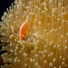 Skunk Anemone Fish, Liberty Wreck, Tulamben, Bali