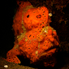Frog Fish, Puri Jati, Bali