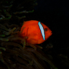 Tomato Anemone Fish, Puerto Galera, iDive, MIndoro, Philippines