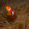 Western Clown Fish (Nemo), Puerto Galera, iDive, MIndoro, Philippines