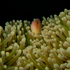 Skunk Anemone Fish, Puerto Galera, iDive, MIndoro, Philippines