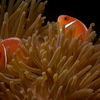Skunk Anemone Fish, Puerto Galera, iDive, MIndoro, Philippines