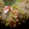 Porcelain Anemone Crab, Puerto Galera, iDive, MIndoro, Philippines