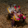 Flamboyant Cuttle Fish, Liquid Dumaguete Dauin, Philippines