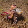 Flamboyant Cuttle Fish, Liquid Dumaguete Dauin, Philippines