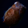 Cuttle Fish, Liquid Dumaguete Dauin, Philippines