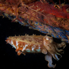 Cuttle Fish, Liquid Dumaguete Dauin, Philippines