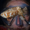 Cuttle Fish, Liquid Dumaguete Dauin, Philippines