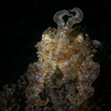 Cuttle Fish, Puerto Galera, iDive, MIndoro, Philippines