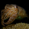 Cuttle Fish, Puerto Galera, iDive, MIndoro, Philippines