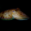Cuttle Fish, Puerto Galera, iDive, MIndoro, Philippines