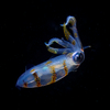Squid taken on night dive, Liquid Dumaguete Dauin, Philippines
