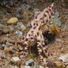 Blue Ringed Octopus (Extremely poisonus!), Liquid Dumaguete Dauin, Philippines