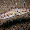 Blue Ringed Octopus (Extremely poisonus!), Liquid Dumaguete Dauin, Philippines