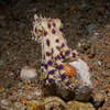 Blue Ringed Octopus (Extremely poisonus!), Liquid Dumaguete Dauin, Philippines