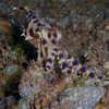 Blue Ringed Octopus (Extremely poisonus!), Liquid Dumaguete Dauin, Philippines
