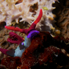 Nudibranch, Puerto Galera, iDive, MIndoro, Philippines