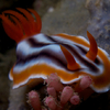 Nudibranch, Puerto Galera, iDive, MIndoro, Philippines