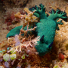 Nudibranch, Puerto Galera, iDive, MIndoro, Philippines