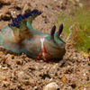 Nudibranch with Popcorn Shrimp, Liquid Dumaguete Dauin, Philippines