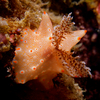 Nudibranch, Liquid Dumaguete Dauin, Philippines