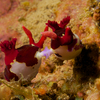 Mating Nudibranch, Puerto Galera, iDive, MIndoro, Philippines