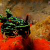 Nudibranch, Puerto Galera, iDive, Mindoro, Philippines